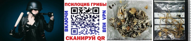 Купить  Братск  Псилоцибиновые грибы Cubensis 